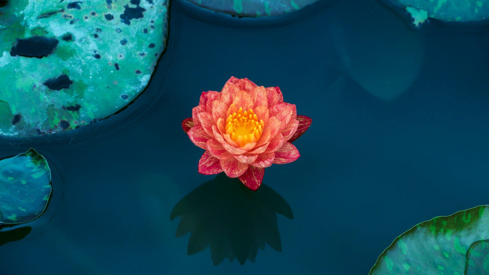red petaled flower