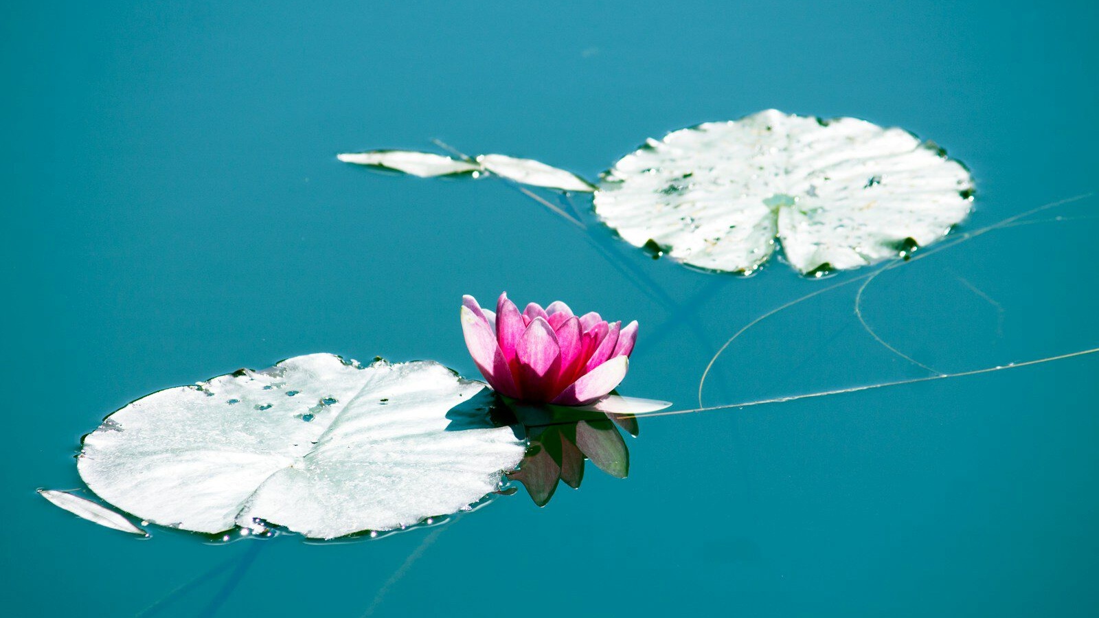 pink water lily