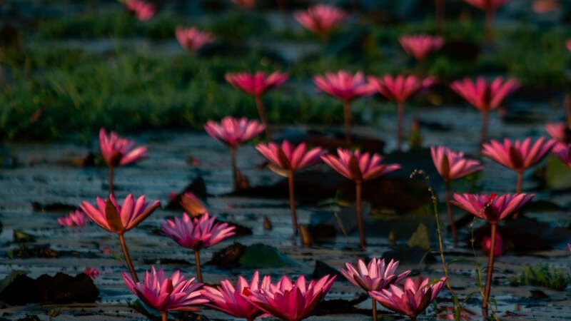a group of pink flowers floating on top of a lake